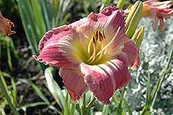 Tuxedo Moon Daylily (Hemerocallis 'Tuxedo Moon') at Lakeshore Garden Centres