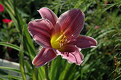 Little Mitzie Daylily (Hemerocallis 'Little Mitzie') at Lakeshore Garden Centres