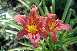 Naomi Ruth Daylily (Hemerocallis 'Naomi Ruth') at Lakeshore Garden Centres