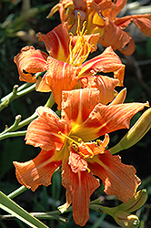 Ringlets Daylily (Hemerocallis 'Ringlets') at Lakeshore Garden Centres