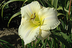 Arctic Snow Daylily (Hemerocallis 'Arctic Snow') at Lakeshore Garden Centres