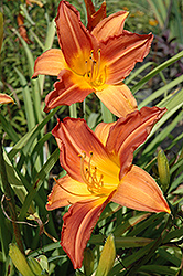 Tahitian Isle Daylily (Hemerocallis 'Tahitian Isle') at Lakeshore Garden Centres
