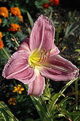Prairie Blue Eyes Daylily (Hemerocallis 'Prairie Blue Eyes') at Lakeshore Garden Centres