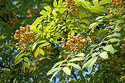 European Mountain Ash (Sorbus aucuparia 'Xanthocarpa') at Lakeshore Garden Centres