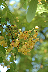 Joseph Rock Mountain Ash (Sorbus aucuparia 'Joseph Rock') at Lakeshore Garden Centres