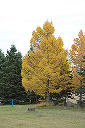 European Larch (Larix decidua) at Lakeshore Garden Centres
