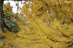 European Larch (Larix decidua) at Lakeshore Garden Centres