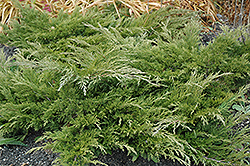 Calgary Carpet Juniper (Juniperus sabina 'Calgary Carpet') at Peter Knippel Garden Centre