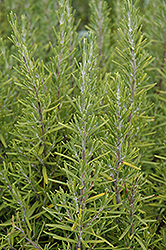 Upright Rosemary (Rosmarinus officinalis 'Upright') at A Very Successful Garden Center