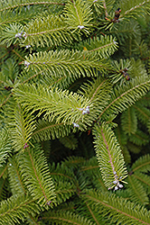 European Silver Fir (Abies alba) at Lakeshore Garden Centres