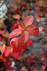 Purpleleaf Wintercreeper (Euonymus fortunei 'Coloratus') at Lakeshore Garden Centres