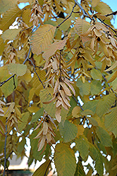 Weeping European Hornbeam (Carpinus betulus 'Pendula') at Lakeshore Garden Centres