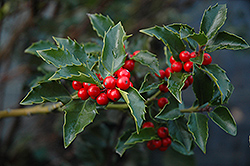 Blue Girl Meserve Holly (Ilex x meserveae 'Blue Girl') at Lakeshore Garden Centres