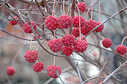 Milky Way Chinese Dogwood (Cornus kousa 'Milky Way') at Lakeshore Garden Centres