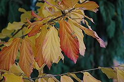 Vanessa Parrotia (Parrotia persica 'Vanessa') at Lakeshore Garden Centres