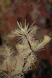 Little Bogle Dwarf Japanese Larch (Larix kaempferi 'Little Bogle') at Lakeshore Garden Centres