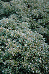 Cumulus Falsecypress (Chamaecyparis pisifera 'Cumulus') at Lakeshore Garden Centres