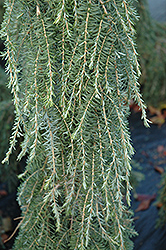 Thorsen's Weeping Hemlock (Tsuga heterophylla 'Thorsen's Weeping') at Lakeshore Garden Centres