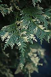 Yellow Variegated Nootka Cypress (Chamaecyparis nootkatensis 'Aureovariegata') at Lakeshore Garden Centres