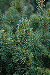 Citation Yew (Taxus x media 'Citation') at Lakeshore Garden Centres