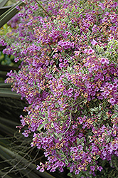 Variegated Oval Leafed Mint Bush (Prostanthera ovalifolia 'Variegata') at Lakeshore Garden Centres
