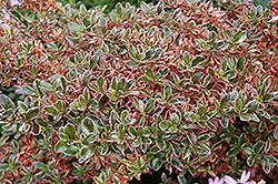 Rainbow Surprise Mirror Bush (Coprosma 'Rainbow Surprise') at Lakeshore Garden Centres