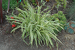 Golden Zebra Daylily (Hemerocallis 'Golden Zebra') at Lakeshore Garden Centres
