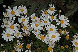Comet White Marguerite Daisy (Argyranthemum frutescens 'Comet White') at Lakeshore Garden Centres