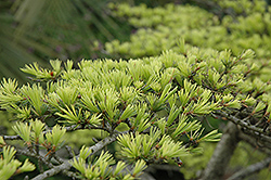 Golden Deodar Cedar (Cedrus deodara 'Aurea') at Lakeshore Garden Centres