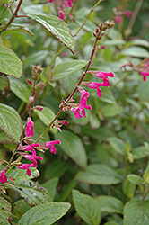 Chiapas Sage (Salvia chiapensis) at Lakeshore Garden Centres
