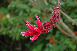 Litta's Purple Sage (Salvia littae) at Lakeshore Garden Centres