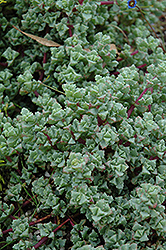 Pink Iceplant (Oscularia deltoides) at Lakeshore Garden Centres