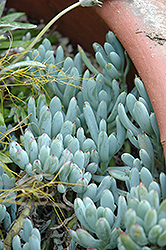 Blue Chalk Sticks Senecio (Senecio serpens 'Blue Chalk Sticks') at Lakeshore Garden Centres