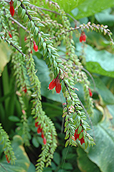 Himalayan Lantern (Agapetes serpens) at Lakeshore Garden Centres