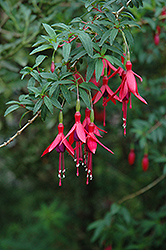 Campo Molino Fuchsia (Fuchsia 'Campo Molino') at Lakeshore Garden Centres