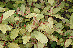 New Zealand Pepper Bush (Pseudowintera colorata) at Lakeshore Garden Centres