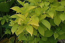 Looymans Gold Weigela (Weigela 'Looymansii Aurea') at Lakeshore Garden Centres