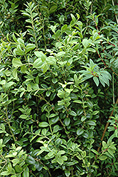 Graham Blandy Boxwood (Buxus sempervirens 'Graham Blandy') at Lakeshore Garden Centres