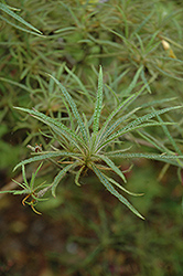 Spider Azalea (Rhododendron stenopetalum 'Linearifolium') at Lakeshore Garden Centres