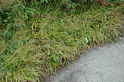 Golden Wood Rush (Luzula sylvatica 'Aurea') at Lakeshore Garden Centres