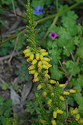 Blandfordia Heath (Erica blandfordia) at Lakeshore Garden Centres