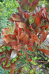 Royal Hakea (Hakea victoria) at Lakeshore Garden Centres