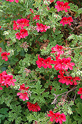 Mrs. Taylor Scented Geranium (Pelargonium 'Mrs. Taylor') at Lakeshore Garden Centres