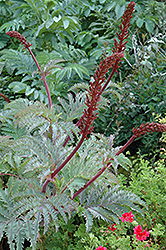 Purple Haze Honey Bush (Melianthus major 'Purple Haze') at Lakeshore Garden Centres