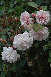 Bubble Bath Rose (Rosa 'Bubble Bath') at Lakeshore Garden Centres