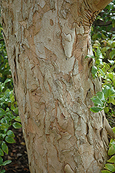 Water Gum (Tristaniopsis laurina) at Lakeshore Garden Centres