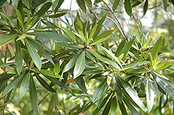 Water Gum (Tristaniopsis laurina) at Lakeshore Garden Centres
