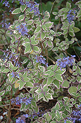 Blue Yonder Plectranthus (Plectranthus 'Blue Yonder') at Lakeshore Garden Centres