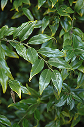 Sweet Box (Sarcococca confusa) at Lakeshore Garden Centres