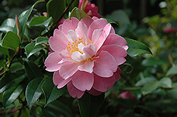 Ole Camellia (Camellia 'Ole') at Lakeshore Garden Centres